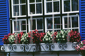 Picture of Begonia semperflorens-cultorum hybrids 