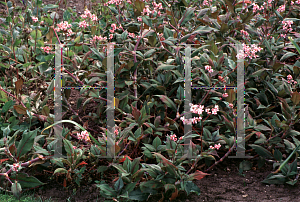 Picture of Polygonum campanulatum 