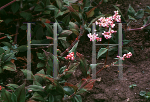 Picture of Polygonum campanulatum 