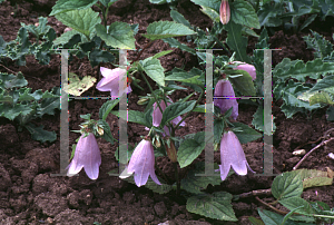 Picture of Campanula x symphiandra 