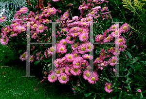 Picture of Erigeron speciosus 'Dignity'