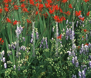 Picture of Aconitum x cammarum 