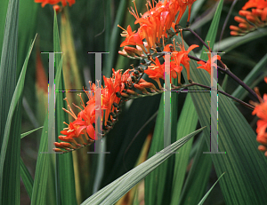 Picture of Crocosmia masonorum 