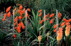 Picture of Crocosmia masonorum 