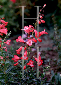 Picture of Penstemon  'Middleton Gem'