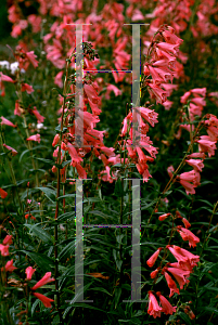 Picture of Penstemon  'Hidcote Pink'