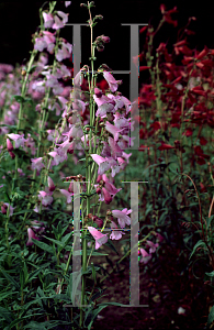 Picture of Penstemon hartwegii 'Alice Hindley'