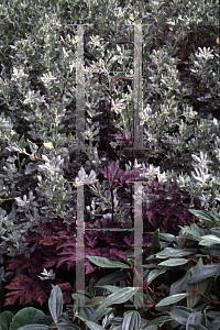 Picture of Actaea racemosa 'Brunette'