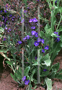 Picture of Anchusa azurea 'Loddon Royalist'