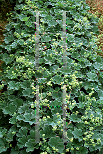 Picture of Alchemilla erythropoda 