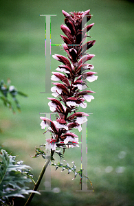 Picture of Acanthus spinosus 