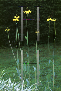 Picture of Rudbeckia maxima 