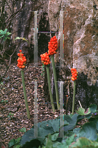 Picture of Arum italicum 'Pictum'