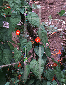 Picture of Ipomoea coccinea 