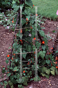 Picture of Ipomoea coccinea 