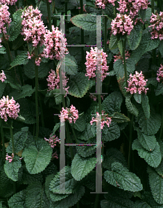 Picture of Stachys officinalis 'Grandiflora'