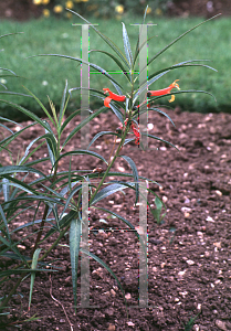 Picture of Lobelia laxiflora angustifolia 