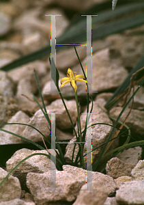 Picture of Hypoxis hygrometrica 
