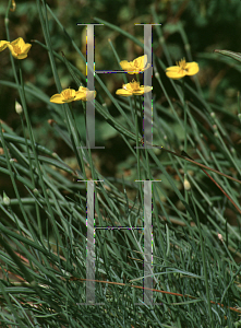 Picture of Eschscholzia lobbii 