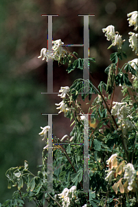 Picture of Corydalis lutea 'Alba'