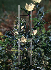 Picture of Argemone mexicana var. ochroleuca 