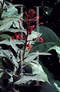 Picture of Lobelia tupa 