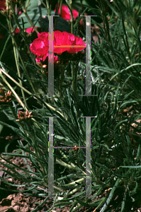 Picture of Calandrinia umbellata 