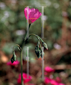 Picture of Calandrinia umbellata 