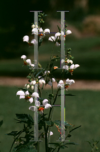 Picture of Loasa triphylla 