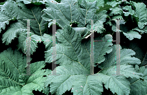 Picture of Gunnera manicata 