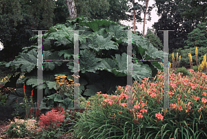 Picture of Gunnera manicata 