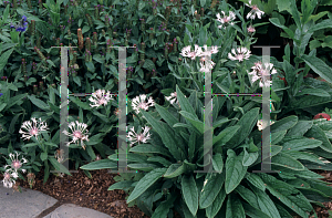 Picture of Centaurea montana 'Alba'