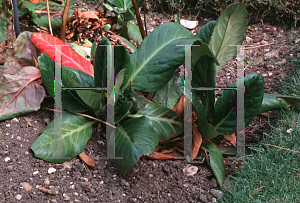 Picture of Bergenia purpurascens 