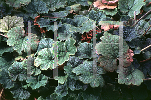 Picture of Tellima grandiflora 