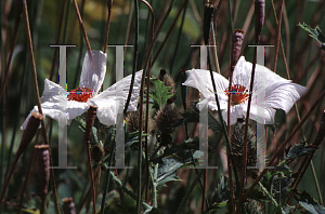 Picture of Argemone mexicana 'Alba'