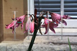 Picture of Crinum x powellii 