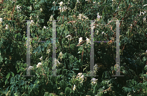 Picture of Corydalis lutea 'Alba'