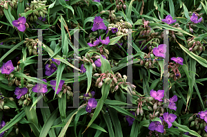 Picture of Tradescantia virginiana 'Isis'