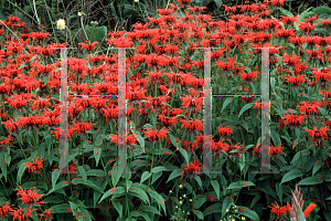 Picture of Monarda didyma 'Squaw'