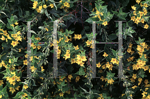 Picture of Lysimachia punctata 