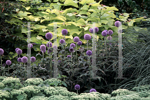 Picture of Echinops ritro 'Taplow Blue'