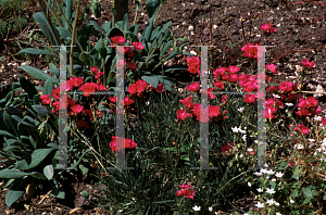 Picture of Calandrinia umbellata 