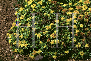 Picture of Sedum selskianum 