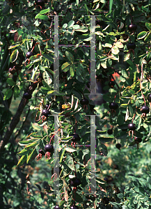 Picture of Rosa pimpinellifolia 'Hispida'