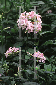 Picture of Saponaria officinalis 