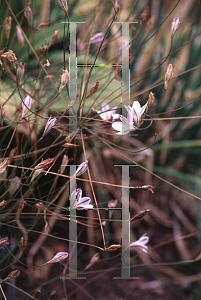 Picture of Ipheion peduncularis 