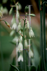 Picture of Galtonia princeps 