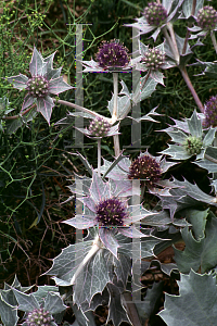 Picture of Eryngium maritimum 