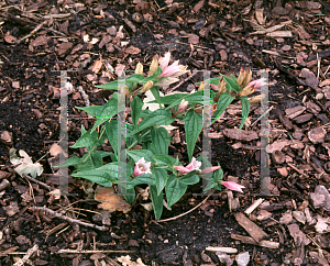 Picture of Gentiana asclepiadea 'Rosea'