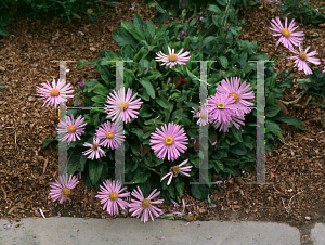 Picture of Aster tongolensis 'Wartburgstern'